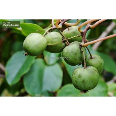 Actinidia arguta Issai - pot 2 ltr
