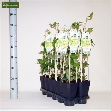 Actinidia arguta Issai - pot 2 ltr