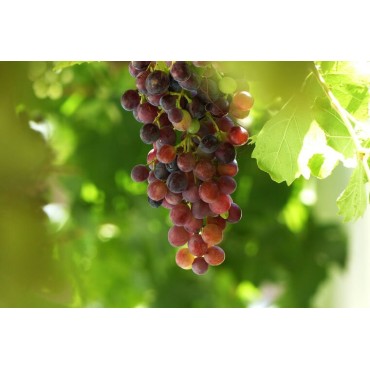 Vitis Vanessa - pot 2 ltr