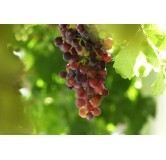 Vitis Vanessa - pot 2 ltr