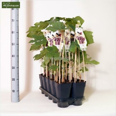 Vitis Vanessa - pot 2 ltr