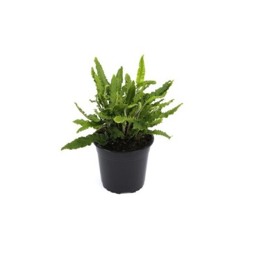 Asplenium scolopendrium Angustifolia - pot 1,7 ltr