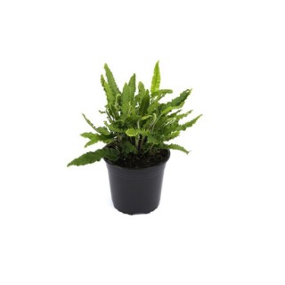 Asplenium scolopendrium Angustifolia - pot 1,7 ltr