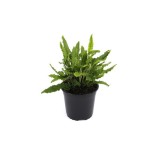 Asplenium scolopendrium Angustifolia - pot 1,7 ltr