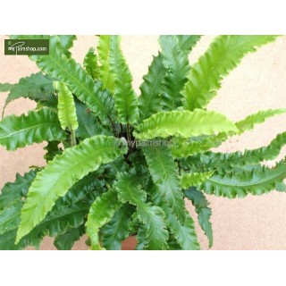Asplenium scolopendrium Angustifolia - pot 1,7 ltr