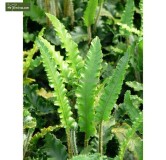 Asplenium scolopendrium Angustifolia - pot 1,7 ltr