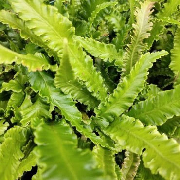 Asplenium scolopendrium Angustifolia - pot 1,7 ltr