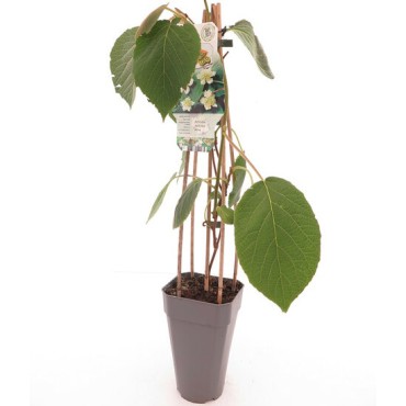Actinidia deliciosa Atlas - hauteur totale 60-70 cm - pot 2 ltr