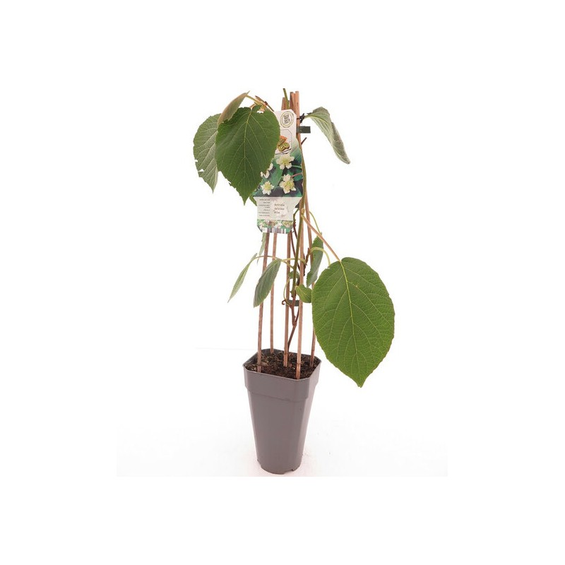 Actinidia deliciosa Atlas - hauteur totale 60-70 cm - pot 2 ltr Actinidia deliciosa Atlas - hauteur totale 60-70 cm - pot 2 ltr