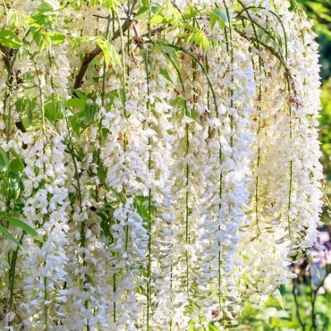Wisteria floribunda Longissima Alba 2 ltr