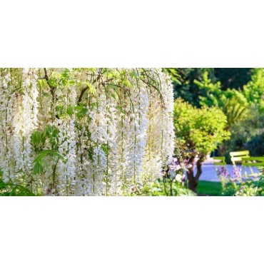 Wisteria floribunda Longissima Alba 2 ltr