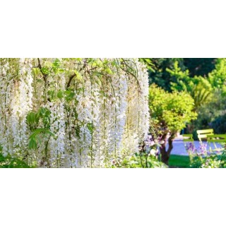Wisteria floribunda Longissima Alba 2 ltr