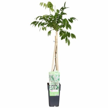 Wisteria floribunda Longissima Alba 2 ltr