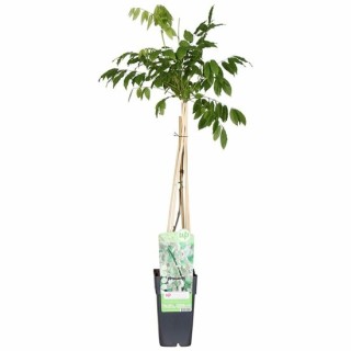 Wisteria floribunda Longissima Alba 2 ltr