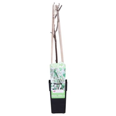 Wisteria floribunda Longissima Alba 2 ltr