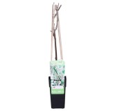 Wisteria floribunda Longissima Alba 2 ltr