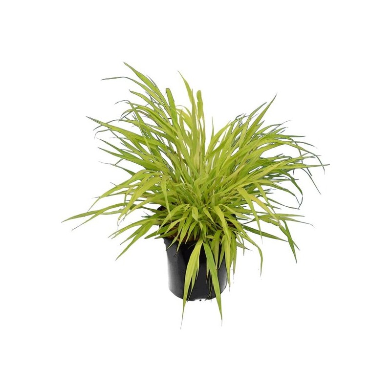 Hakonechloa macra Sunflare - hauteur totale 30-40 cm - pot 2 ltr Hakonechloa macra Sunflare - hauteur totale 30-40 cm - pot 2 ltr