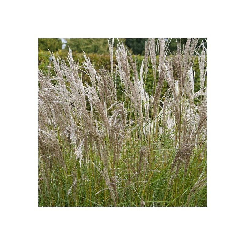 Miscanthus sinensis Kleine Silberspinne - pot 2 ltr