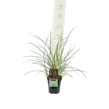 Miscanthus sinensis Kleine Silberspinne - pot 2 ltr