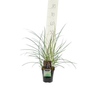 Miscanthus sinensis Kleine Silberspinne - pot 2 ltr