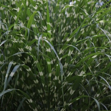Miscanthus sinensis Little Zebra - pot 5 ltr