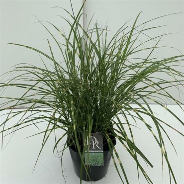 Miscanthus sinensis Little Zebra - pot 5 ltr