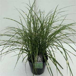 Miscanthus sinensis Little Zebra - pot 5 ltr