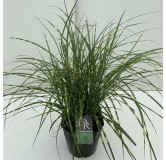 Miscanthus sinensis Little Zebra - pot 5 ltr