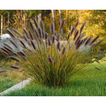 Pennisetum alopecuroides Red Head - pot 2 ltr