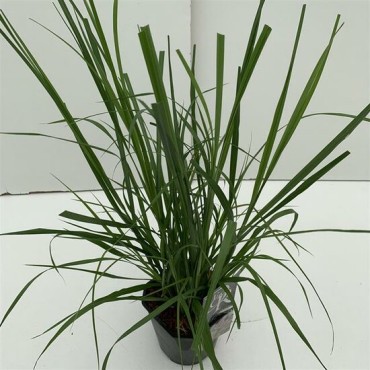 Pennisetum alopecuroides Red Head - pot 2 ltr