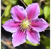 Clematis Piilu - pot 2 ltr
