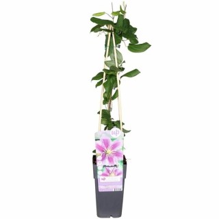 Clematis Piilu - pot 2 ltr