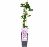 Clematis Piilu - pot 2 ltr