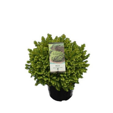 Picea abies Little Gem 3 ltr