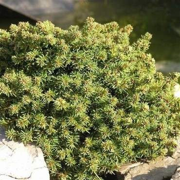 Picea abies Little Gem 3 ltr