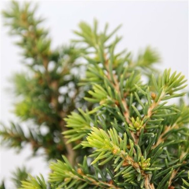 Picea abies Little Gem 3 ltr