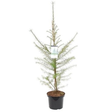 Larix decidua - hauteur totale 100-120 cm - pot 5 ltr