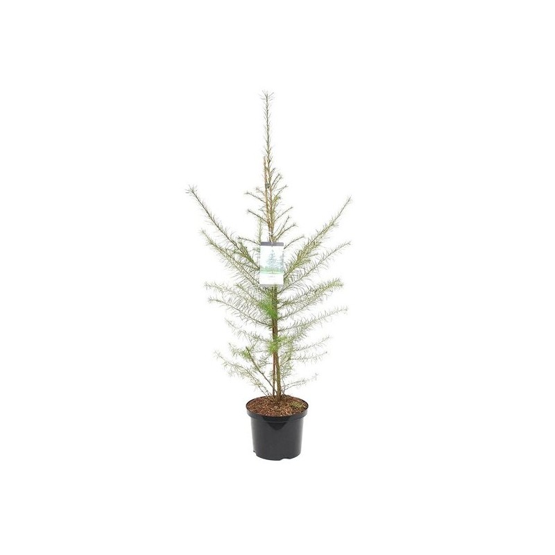 Larix decidua - hauteur totale 100-120 cm - pot 5 ltr Larix decidua - hauteur totale 100-120 cm - pot 5 ltr
