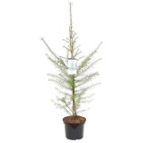 Larix decidua - hauteur totale 100-120 cm - pot 5 ltr