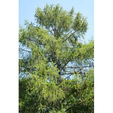 Larix decidua - hauteur totale 100-120 cm - pot 5 ltr