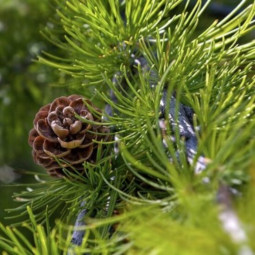 Larix decidua - hauteur totale 100-120 cm - pot 5 ltr