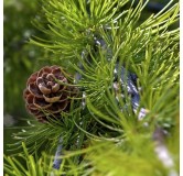 Larix decidua - hauteur totale 100-120 cm - pot 5 ltr