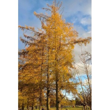 Larix decidua - hauteur totale 100-120 cm - pot 5 ltr