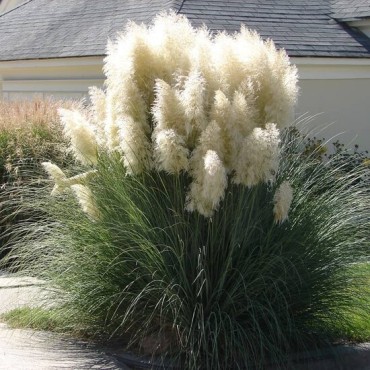 Cortaderia selloana - hauteur totale 40-50 cm - pot 2 ltr