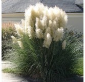 Cortaderia selloana - hauteur totale 40-50 cm - pot 2 ltr