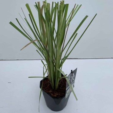 Cortaderia selloana - hauteur totale 40-50 cm - pot 2 ltr