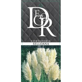 Cortaderia selloana - hauteur totale 40-50 cm - pot 2 ltr