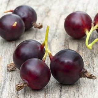 Ribes nidigrolaria Josta - pot 2 ltr