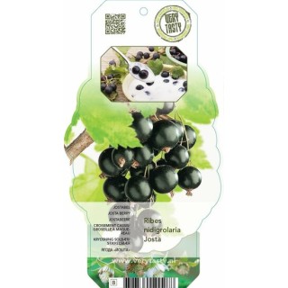 Ribes nidigrolaria Josta - pot 2 ltr
