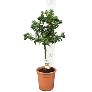 Citrus myrtifolia - tronc 30-40 cm - hauteur totale 70-100 cm - pot 20 cm